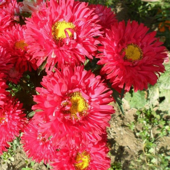 Pompon Fire Beacon Aster Çiçeği Tohumu(50 tohum) - Resim 5