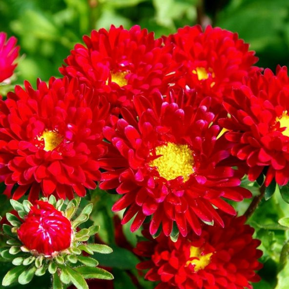 Pompon Salmon Red Aster Çiçeği Tohumu(50 tohum) ürün görseli 1