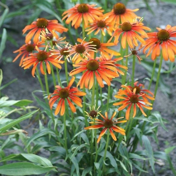 Kahverengi Gözlü Rudbekya Çiçeği Tohumu (100 tohum) - Resim 2