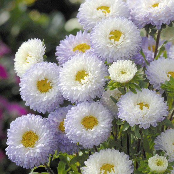 Pompon Beyaz Aster Çiçeği Tohumu(50 tohum) - 3