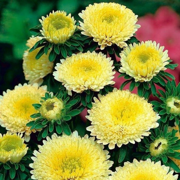 Sarı Pompon Aster Çiçeği Tohumu(50 tohum)ohum) - Resim 2