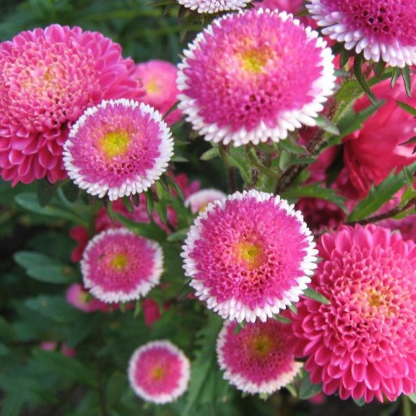 Pompon Hi-no-maru Aster Çiçeği Tohumu(50 tohum) - Resim 2