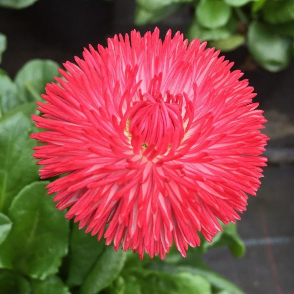 Katmerli Karışık Renkli Bellis Perennis Ponpon İngiliz Çayır Papatyası Çiçeği Tohumu (100 tohum) - Resim 5