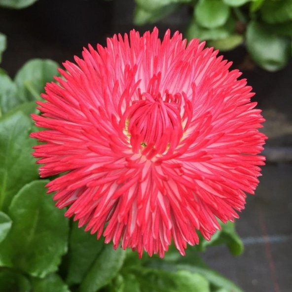 Katmerli Karışık Renkli Bellis Perennis Ponpon İngiliz Çayır Papatyası Çiçeği Tohumu (100 tohum) - Resim 6