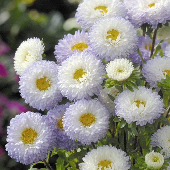 Pompon Beyaz Aster Çiçeği Tohumu(50 tohum) - 4