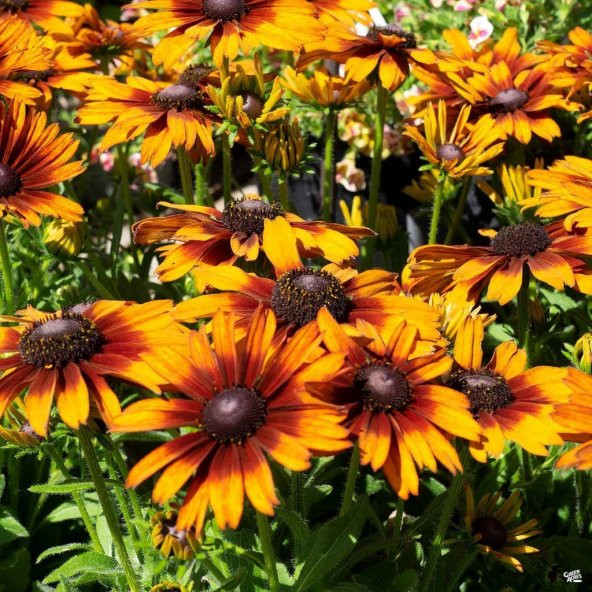 Üç Renkli Rudbekya Çiçeği Tohumu (100 tohum) - Resim 4