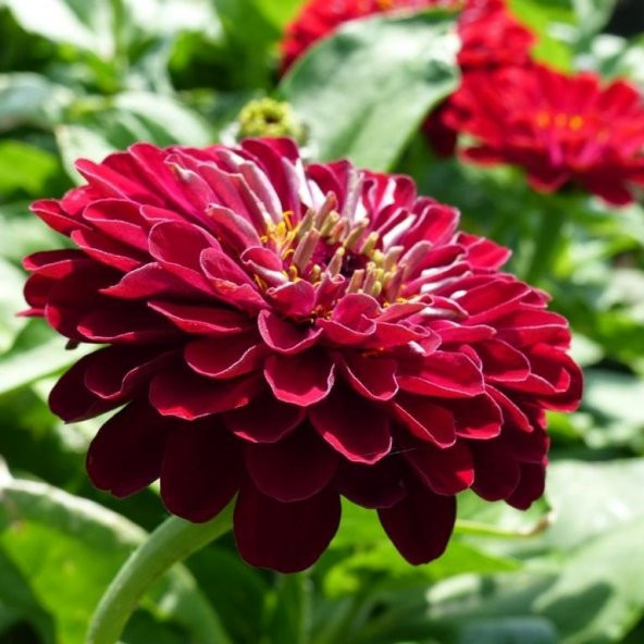 Super Yoga Elegans Koyu Kırmızı Zinya Çiçeği Tohumu (40 tohum) - Resim 2