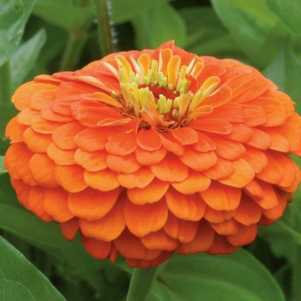 Super Yoga Elegans Turuncu Zinya Çiçeği Tohumu (40 tohum) - 2