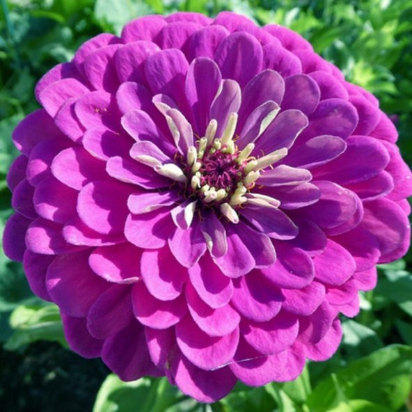 Super Yoga Elegans Mürdüm Zinya Çiçeği Tohumu (40 tohum) - Resim 3