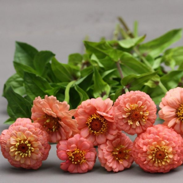 Super Yoga Somon Zinya Çiçeği Tohumu (40 tohum) - Resim 5