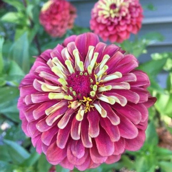 Dahlia Çiçekli Violet Pembe Zinya Çiçeği Tohumu(40 tohum) ürün görseli 1