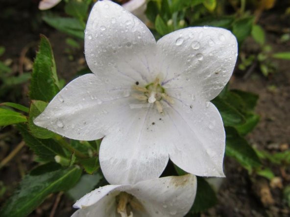 Beyaz Renkli Balon Çiçeği Tohumu (20 tohum) - Resim 2