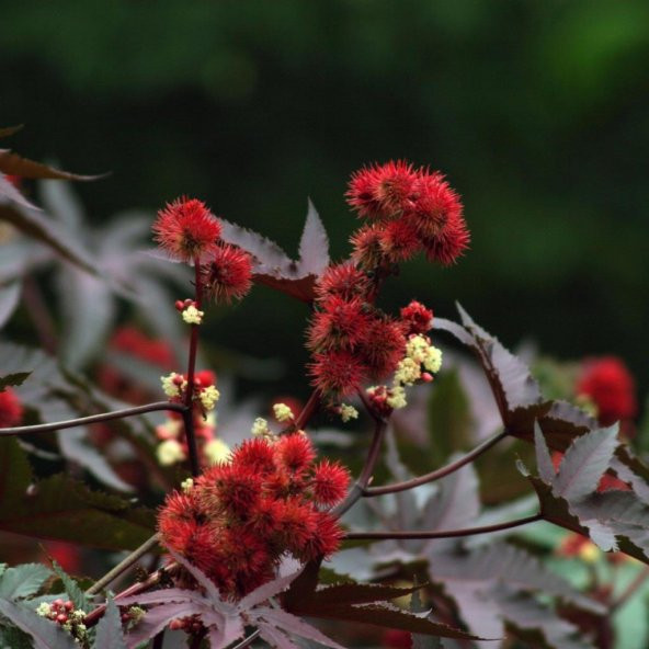 Kırmızı Renkli Kene (Castor Bean) Çiçeği Tohumu (5 tohume