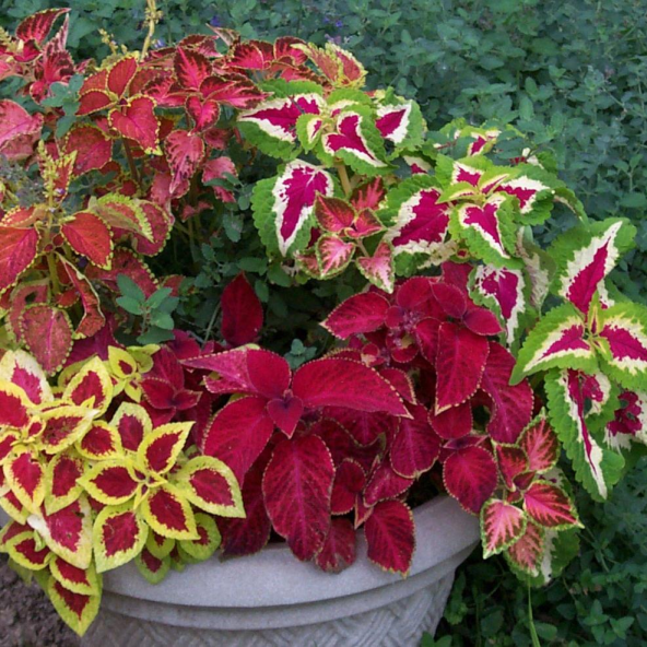 Karışık Renkli Kolyos (Coleus) Yaprak Güzeli Çiçeği Tohumu (100 tohum) - Resim 5