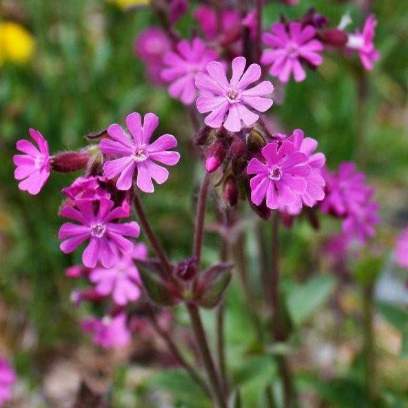 Kır Çiçeği Silene (Nakil) Çiçeği Tohumu (100 tohum) ürün görseli