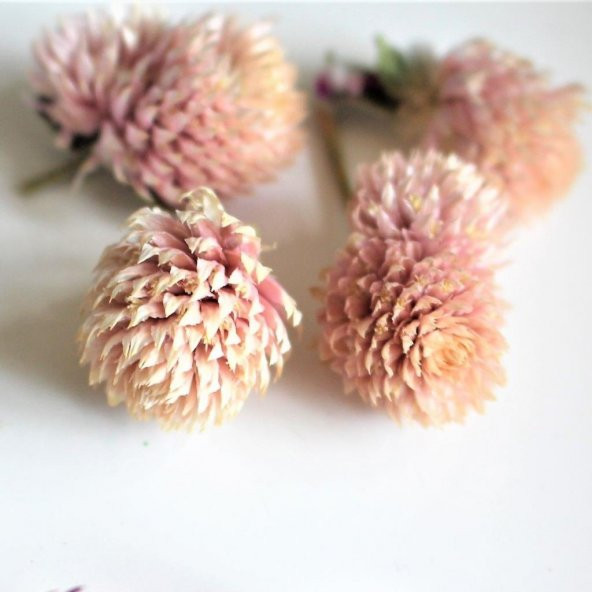 Gomphrena Globosa Somon Renkli Medine Çiçeği Tohumu (50 tohum)