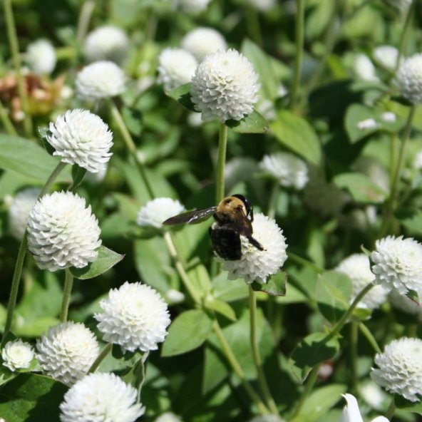 Gomphrena Globosa Beyaz Renkli Medine Çiçeği Tohumu (50 tohum) - Resim 6