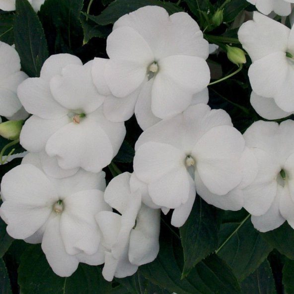 Saksılık Wallerine Beyaz Renkli Bodur Cam Güzeli Çiçeği Tohumu (20 tohum) ürün görseli 1