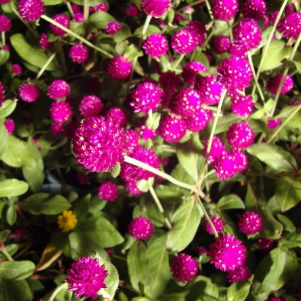 Gomphrena Globosa Pembe Renkli Medine Çiçeği Tohumu (50 tohum) - Resim 4