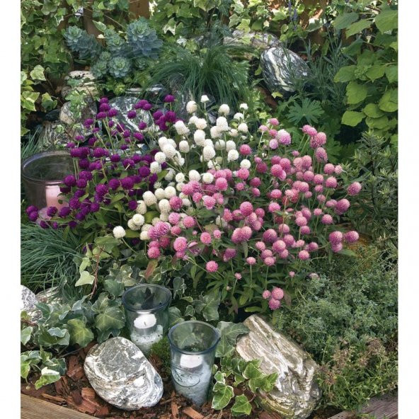 Gomphrena Globosa Karışık Medine Çiçeği Tohumu (50 tohum) - Resim 3