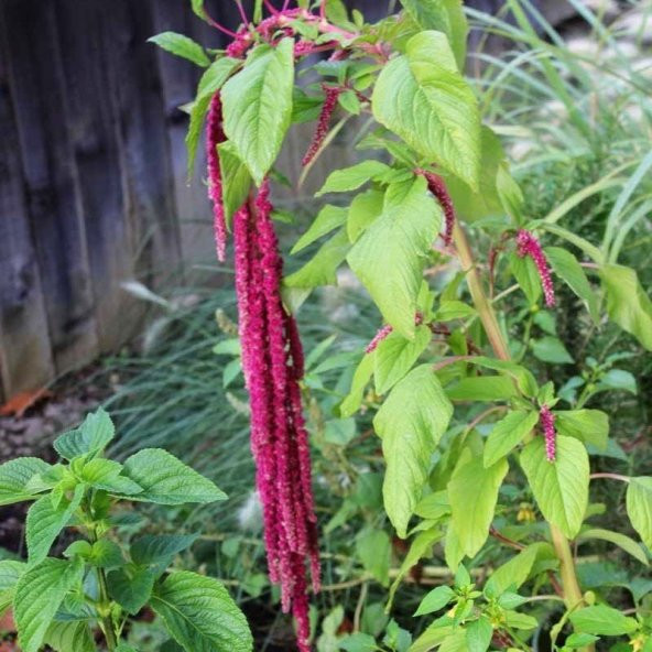 Red Spike Kırmızı Amaranthus Çiçeği Tohumu (50 tohum) - Resim 4