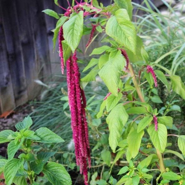 Red Spike Kırmızı Amaranthus Çiçeği Tohumu (50 tohum) - Resim 5