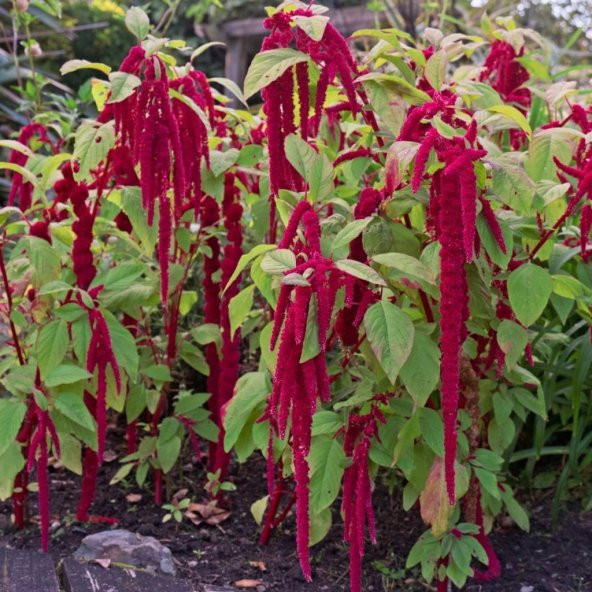 Sarkan Kırmızı Amaranthus (Horoz İbiği) Çiçeği Tohumu (150 tohum)