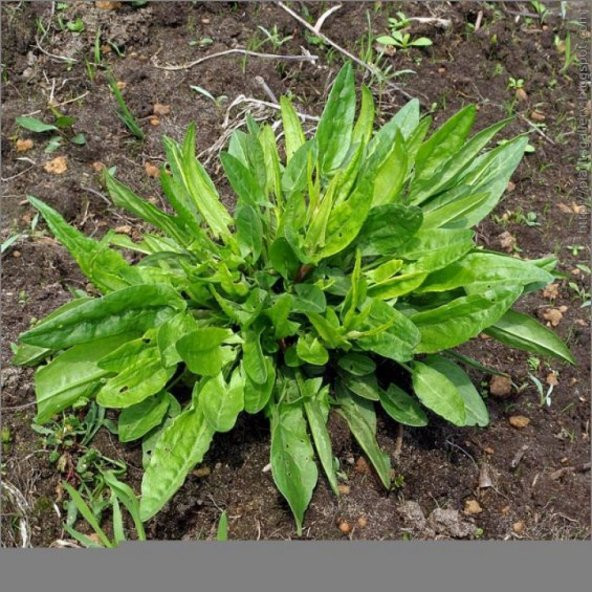 Geniş Yapraklı Kuzu Kulağı Fidesi (5 adet) ürün görseli 1