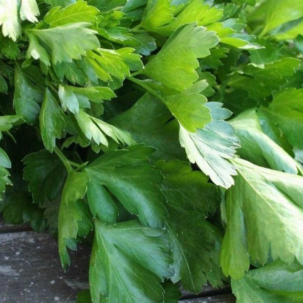 Geniş Yaprak Maydonoz Fidesi (5 adet) - Resim 3