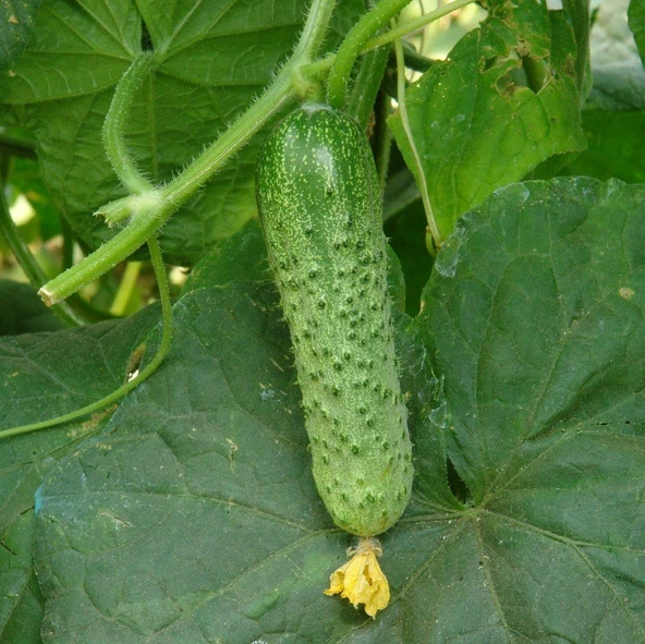 Çıtır Turşuluk Sofralık Kornişon Fidesi (5 adet) - Resim 7