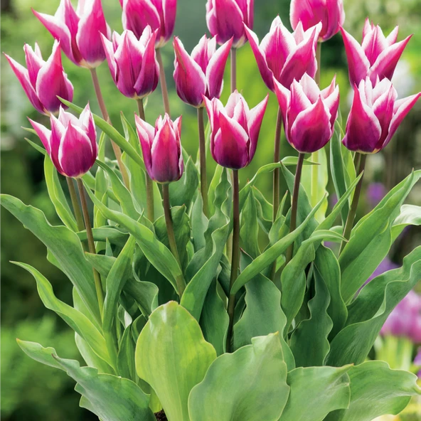 Özel Claudia Lila Beyaz Lale Soğanı (5 adet) ürün görseli