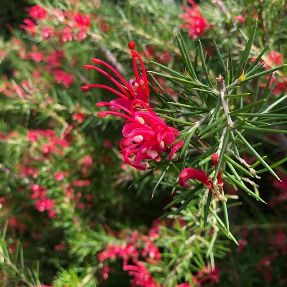 Tüplü Gravilla Çalısı (Grevillea Juniperina) Fidanı - Resim 5