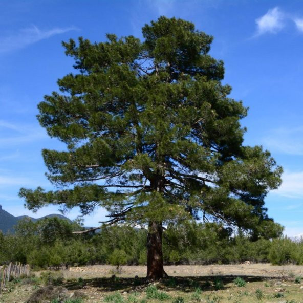 Tüplü Kızıl Çam (Pinus Brutia) Fidanı ürün görseli 1