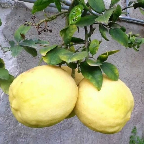 Tüplü Aşılı İri Meyveli Verimli Extra Jumbo Limon Fidanı - 2