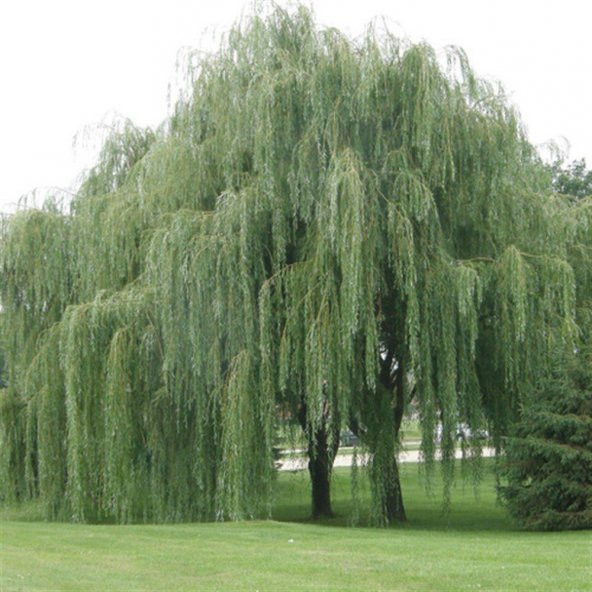 Tüplü Salkım Söğüt Ağacı Fidanı (150-200 cm) - 3