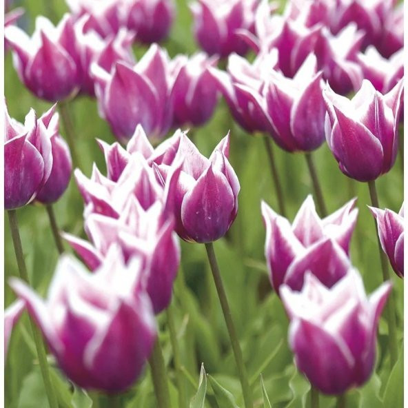 Özel Claudia Lila Beyaz Lale Soğanı (5 adet)