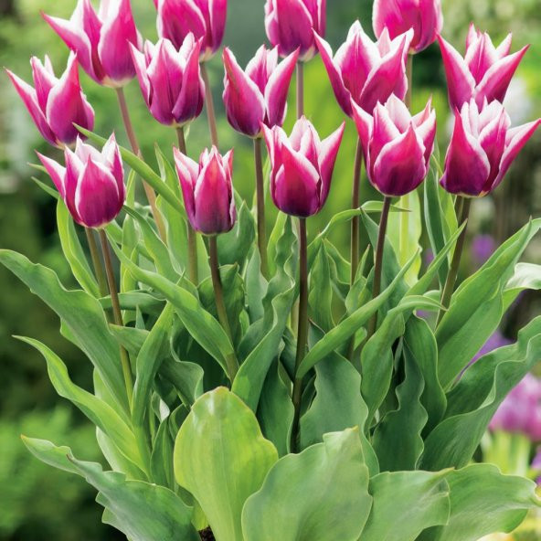 Özel Claudia Lila Beyaz Lale Soğanı (5 adet) - 5