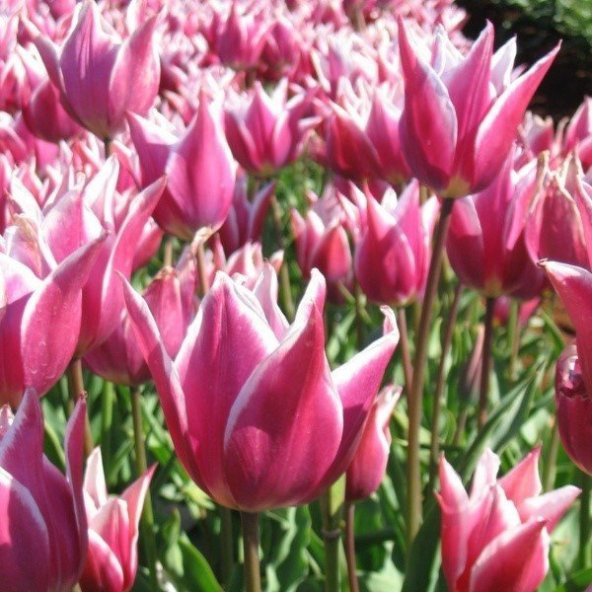 Özel Claudia Lila Beyaz Lale Soğanı (5 adet) - 8