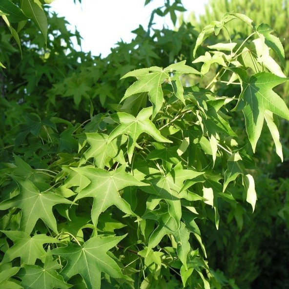 Tüplü Sığla Ağacı (Liquidambar Oriantalis) Fidanı - 4