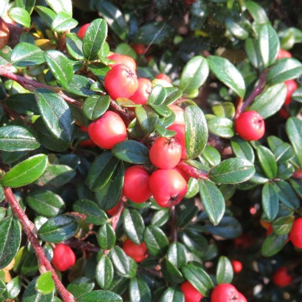 Tüplü Cotoneaster (Taş Elması) Fidanı - 3