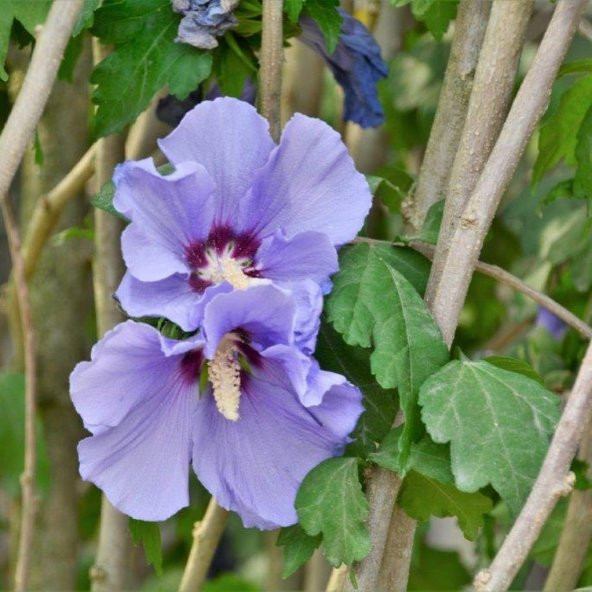 Tüplü Çit Hatmi (Hibiscus Syriacus) Fidanı - 2