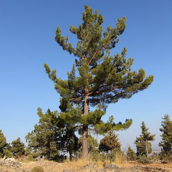 Tüplü Kara Çam (Pinus Nigra) Fidanı (4 Yaş 100-150 cm) - Resim 5