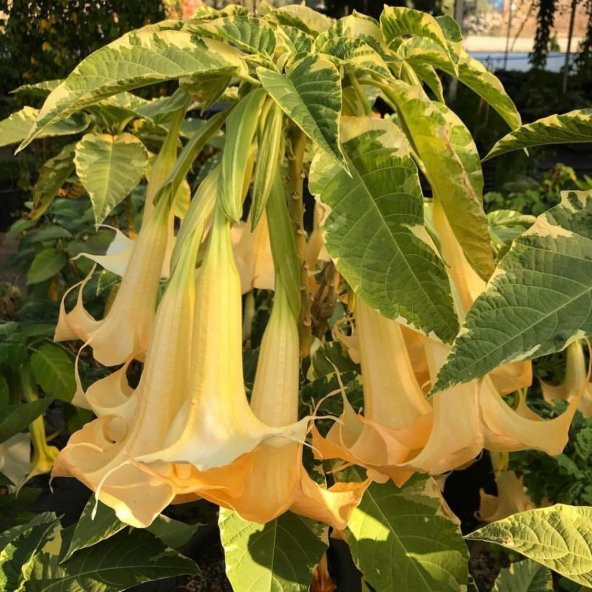 Tüplü Yoğun Kokulu Sarı Meleklerin Borazanı Brugmansia Fidanı - 2