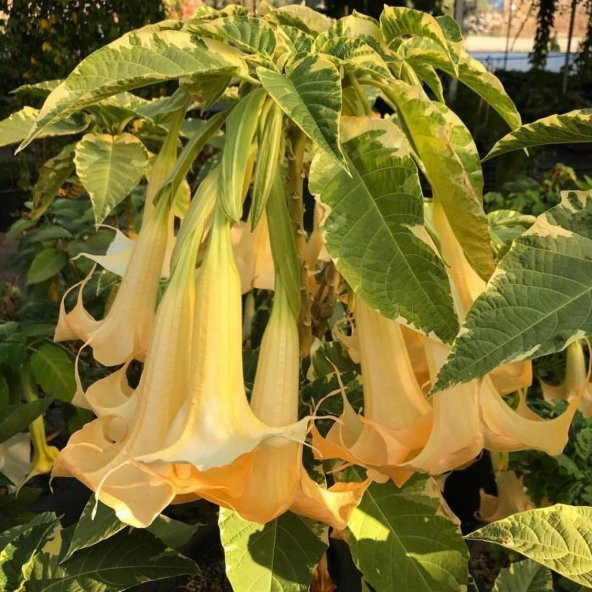 Tüplü Yoğun Kokulu Sarı Meleklerin Borazanı Brugmansia Fidanı - 4