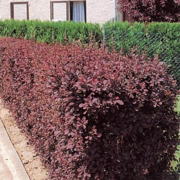 Tüplü Kırmızı Berberis Thunbergii Kadın Tuzluğu Fidanı - 6