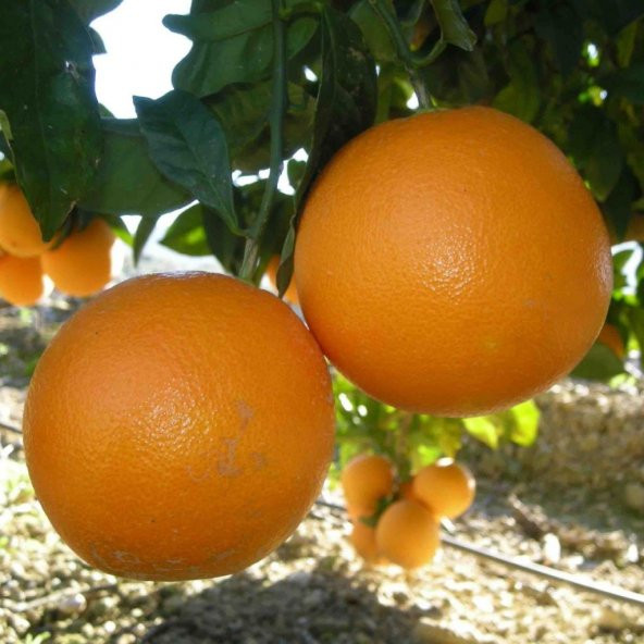 Tüplü Aşılı Aromatik Verimli Yarı Bodur Navel Portakal Fidanı