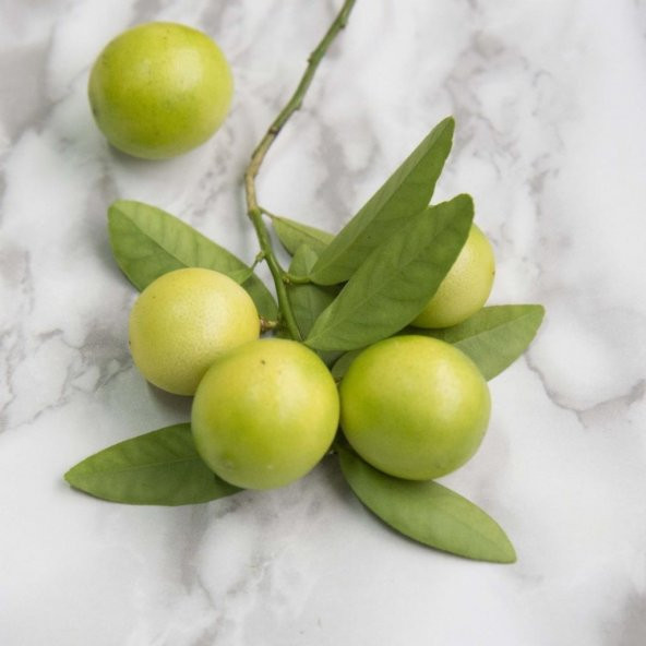 Tüplü Aşılı Aromatik Melez Limequat Fidanı - 4