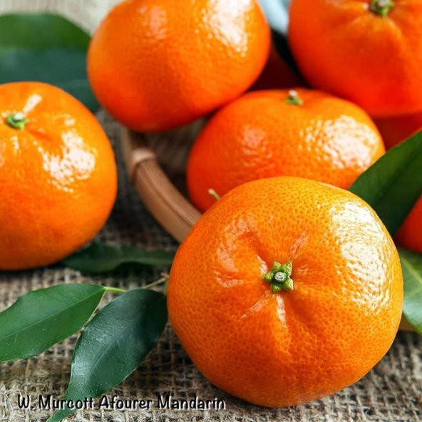 Tüplü Meyve Verme Yaşında W.Murcot Mandalina Fidanı - 6