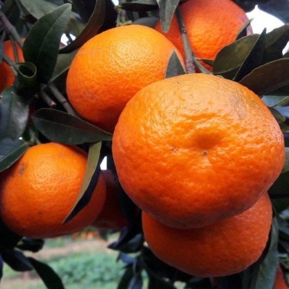 Tüplü Aşılı Verimli Kokulu Fremont Mandalina Fidanı - Resim 3