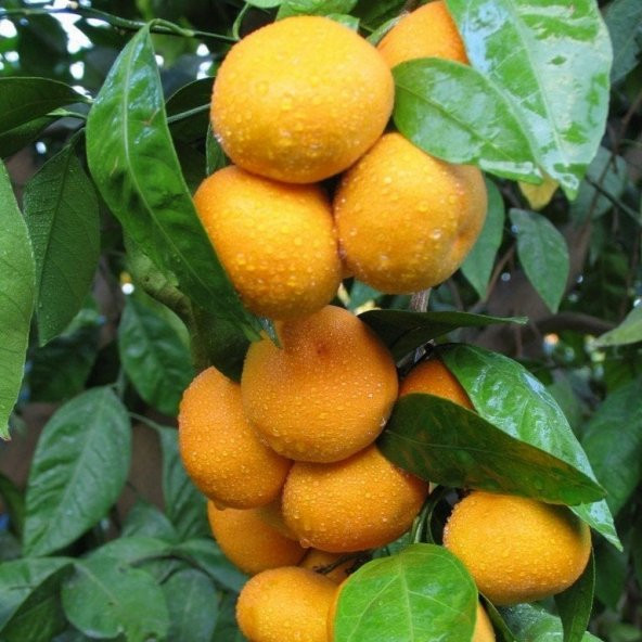 Tüplü Aşılı Erkenci Verimli Early N Mandalina Fidanı - 5
